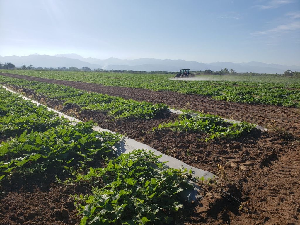 Tractor working across planted produce rows with mountains in the distance