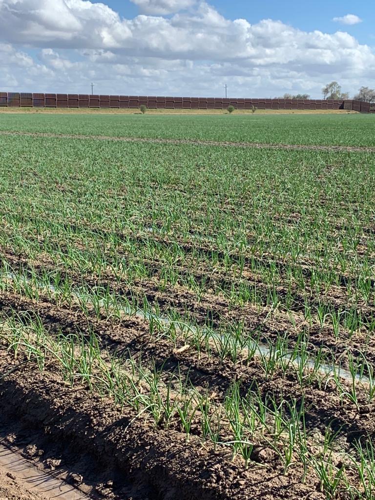 Young crop rows under a bright sky